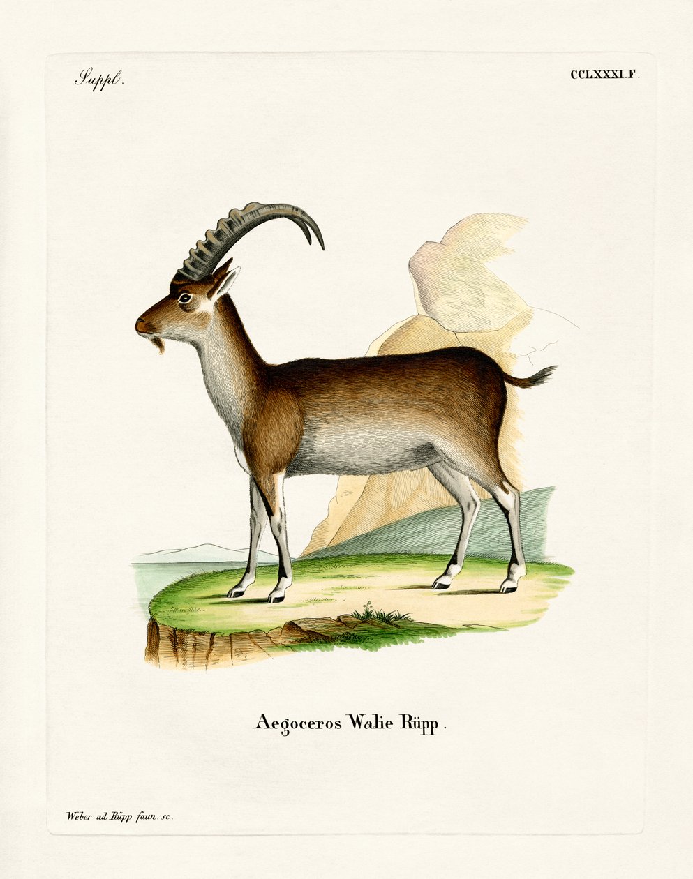 Walia Ibex (színes metszet) alkotó: German School
