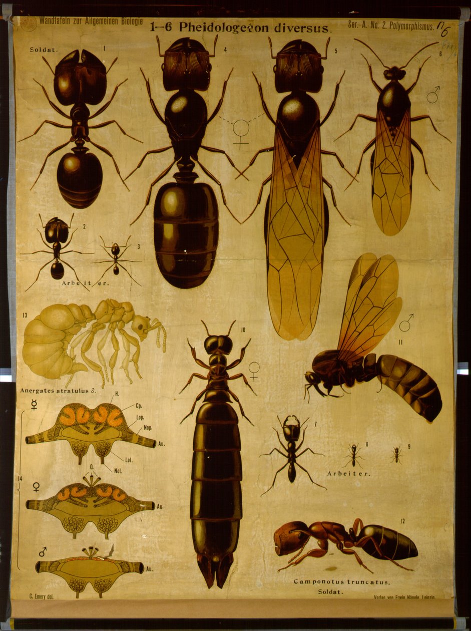 Formicidae-t ábrázoló fali diagram alkotó: German School