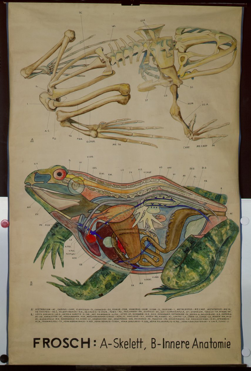 Fali diagram a csontvázról és egy béka anatómiájáról alkotó: German School
