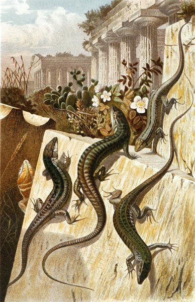 Fali gyík, lemez a "Brehms Tierleben: Allgemeine Kunde des Tierreichs", 7. kötet, 151. o., Bibliographisches Institut kiadásában alkotó: German School