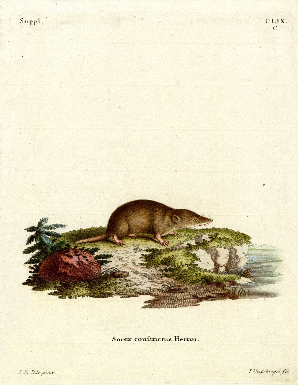 Water Shrew (színes metszet) alkotó: German School