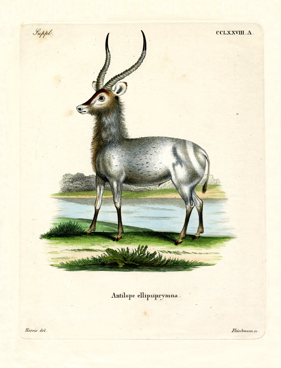 Waterbuck (színes gravírozás) alkotó: German School