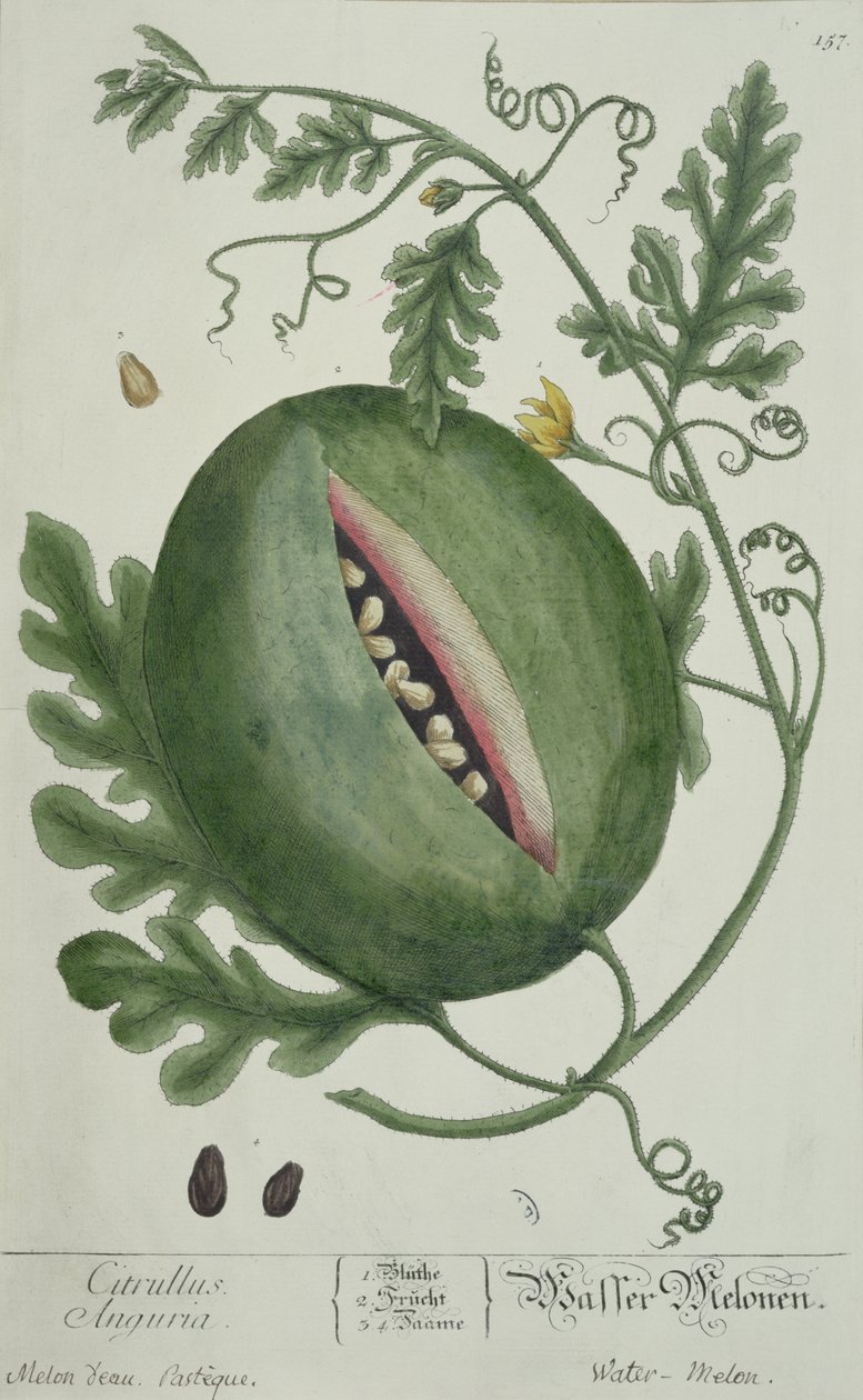 Görögdinnye, az A Curious Herbalból, német kiadás, 1757-ben alkotó: German School