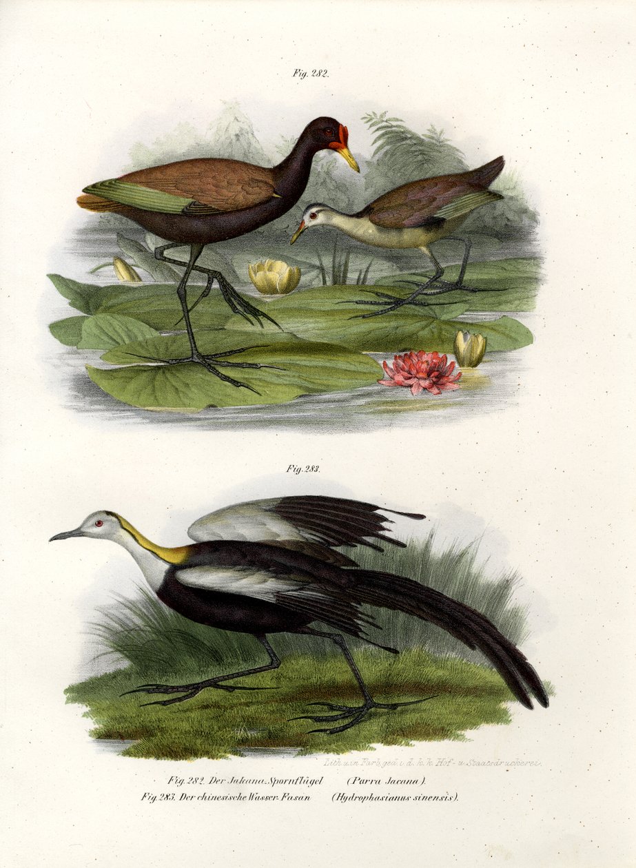 Wattled Jacana, 1864 alkotó: German School