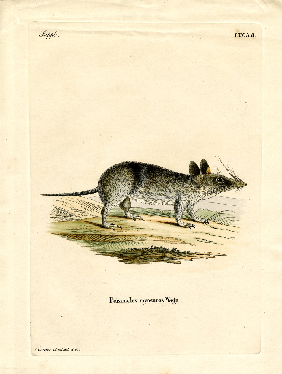 Western Barred Bandicoot (színes metszet) alkotó: German School