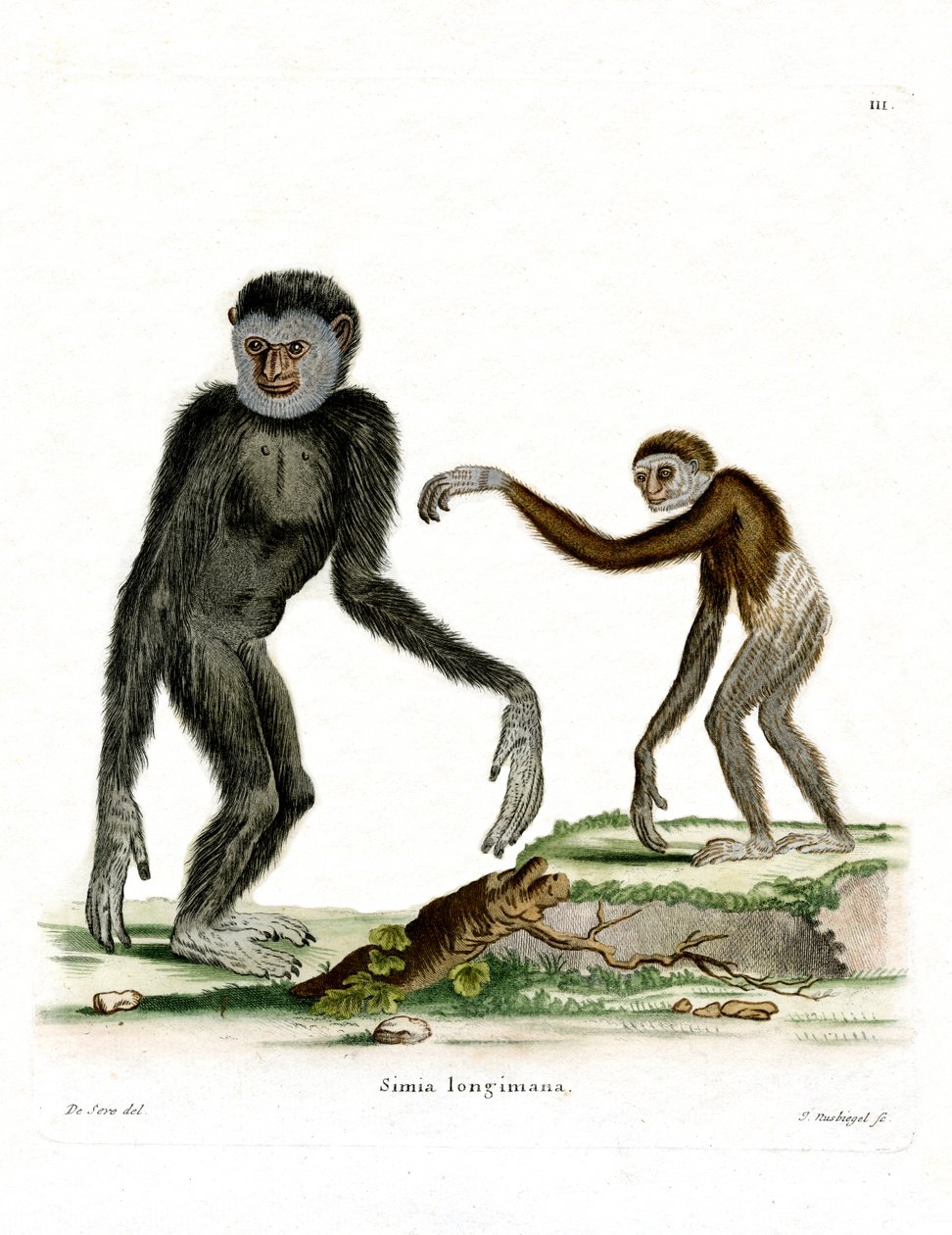 Fehér kezű Gibbon (színes metszet) alkotó: German School