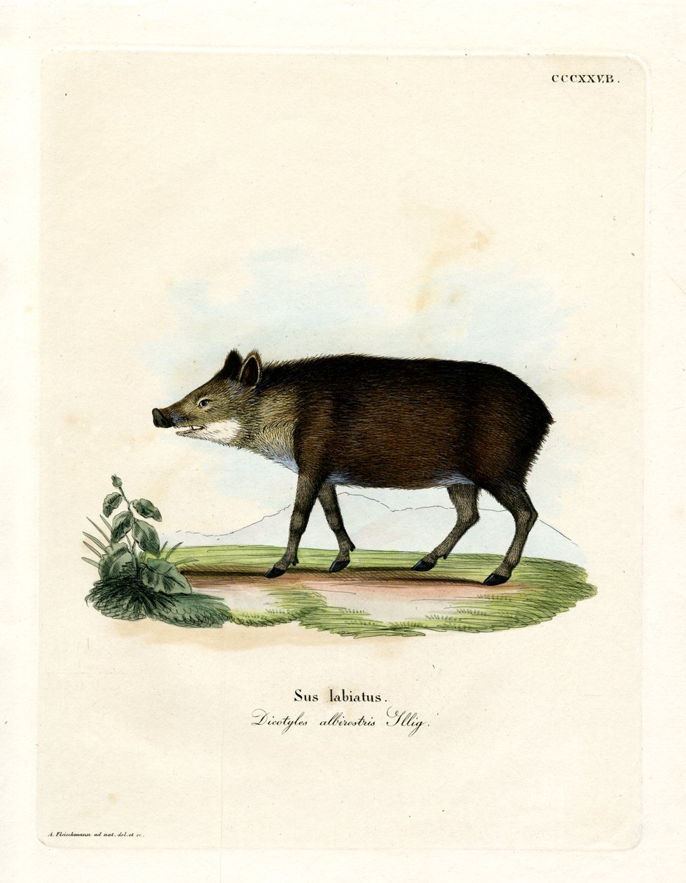 Fehér ajkú peka (színes metszet) alkotó: German School