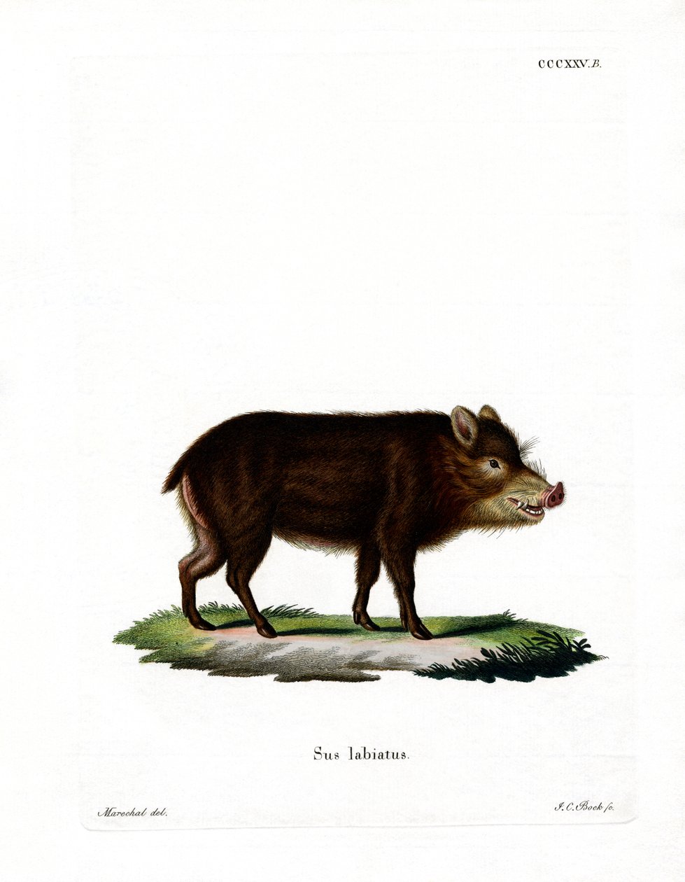 Fehér ajkú Peccary alkotó: German School