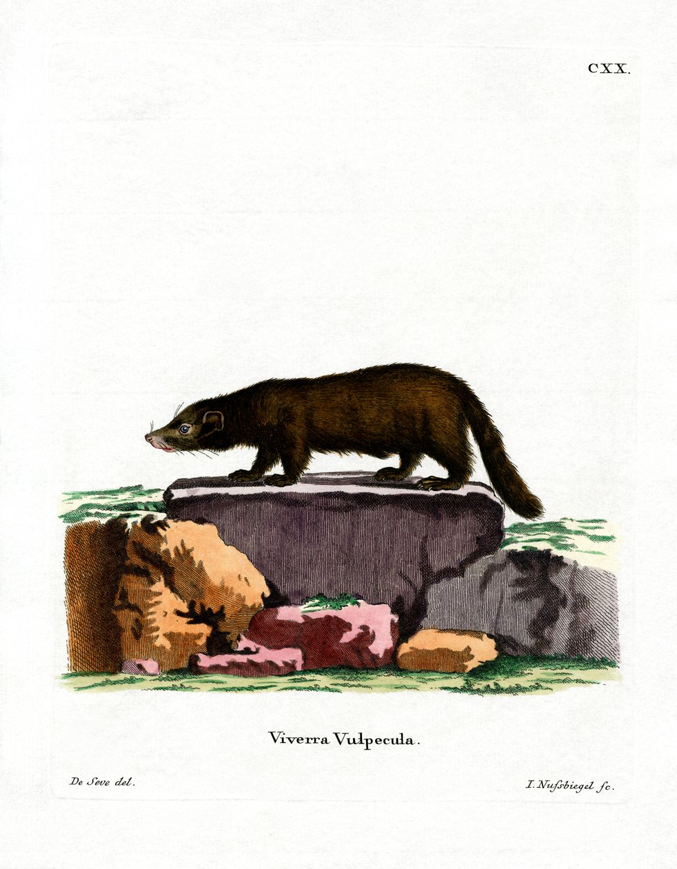 Fehér orrú Coati (színes metszet) alkotó: German School
