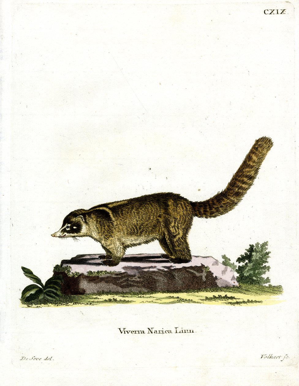 Fehér orrú Coati (színes metszet) alkotó: German School