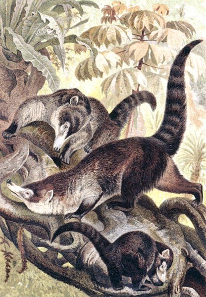 Fehérorrú coati, lemez a "Brehms Tierleben: Allgemeine Kunde des Tierreichs", 2. kötet, 278. o., kiadta a Bibliographisches Institut. alkotó: German School