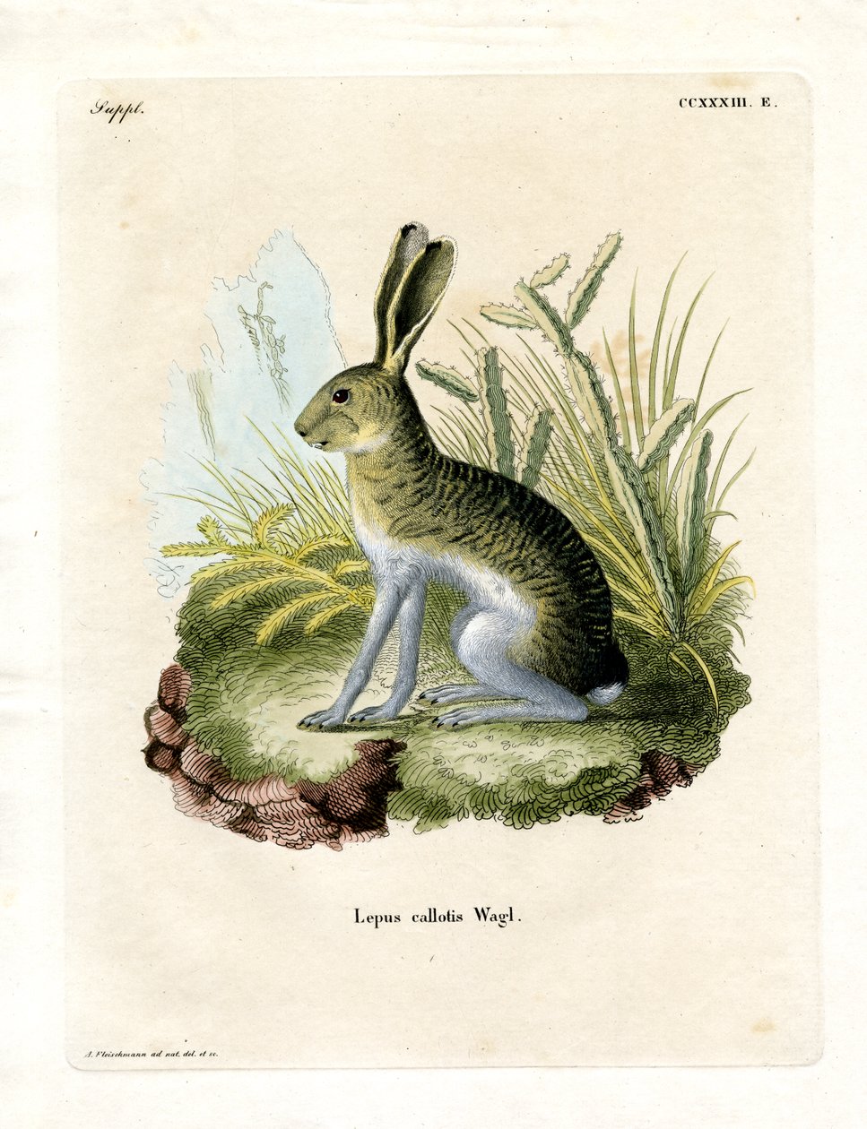 Fehér oldalú Jackrabbit (színes metszet) alkotó: German School