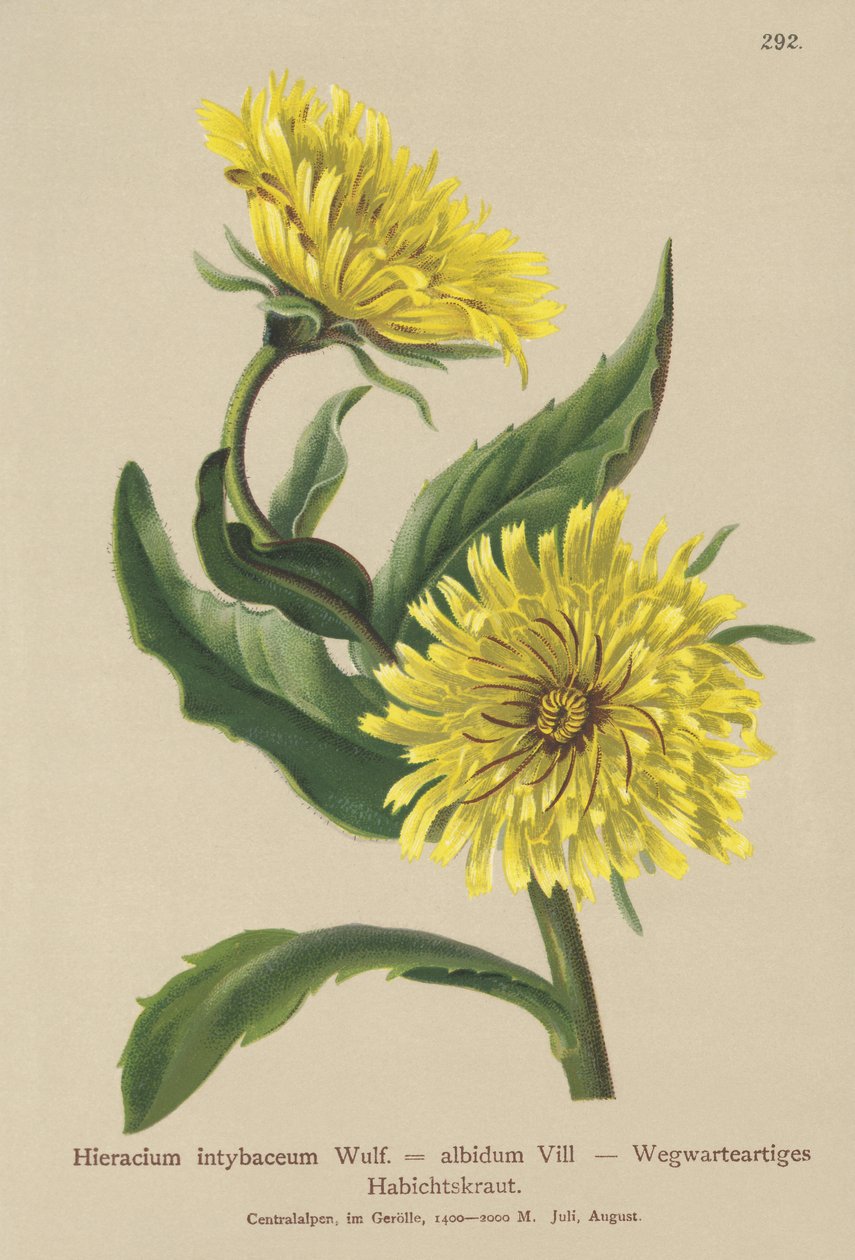 Fehér sólyomfű (Hieracium intybaceum) alkotó: German School
