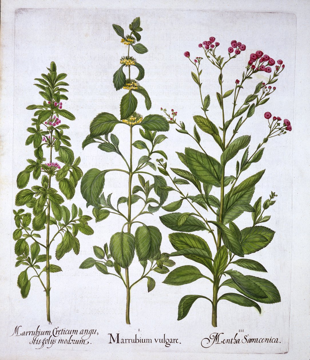 Fehér horehound, horehound és menta, a Hortus Eystettensisből, Basil Besler (1561-1629), pub. 1613 (kézzel színezett metszet) alkotó: German School
