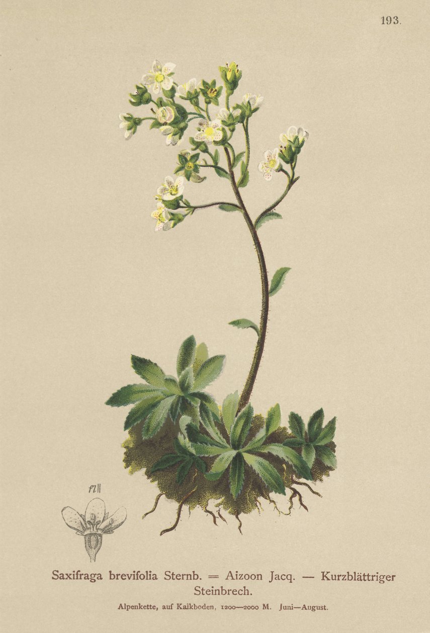 Fehérhegyi szaxifrage (Saxifraga brevifolia, Saxifraga Aizoon) alkotó: German School