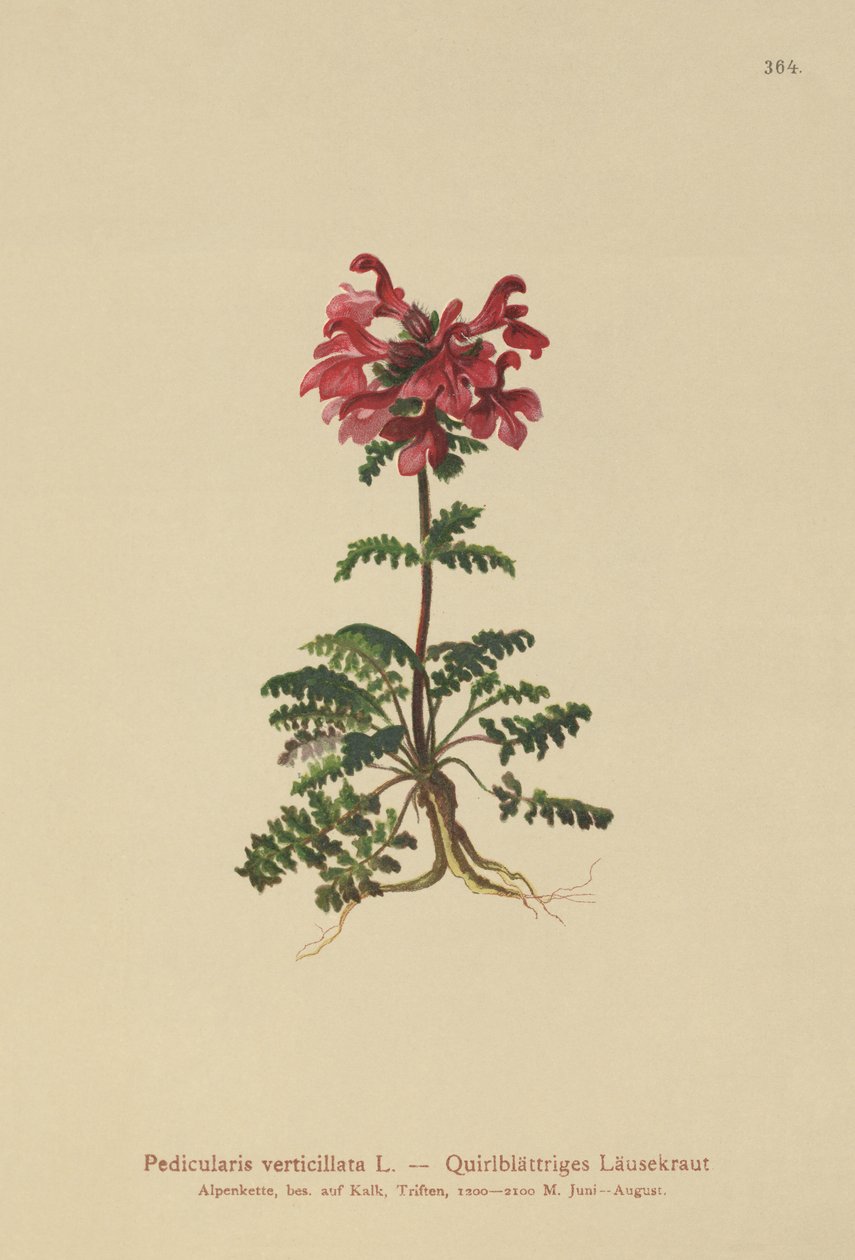 örvényes tetű (Pedicularis verticillata) alkotó: German School