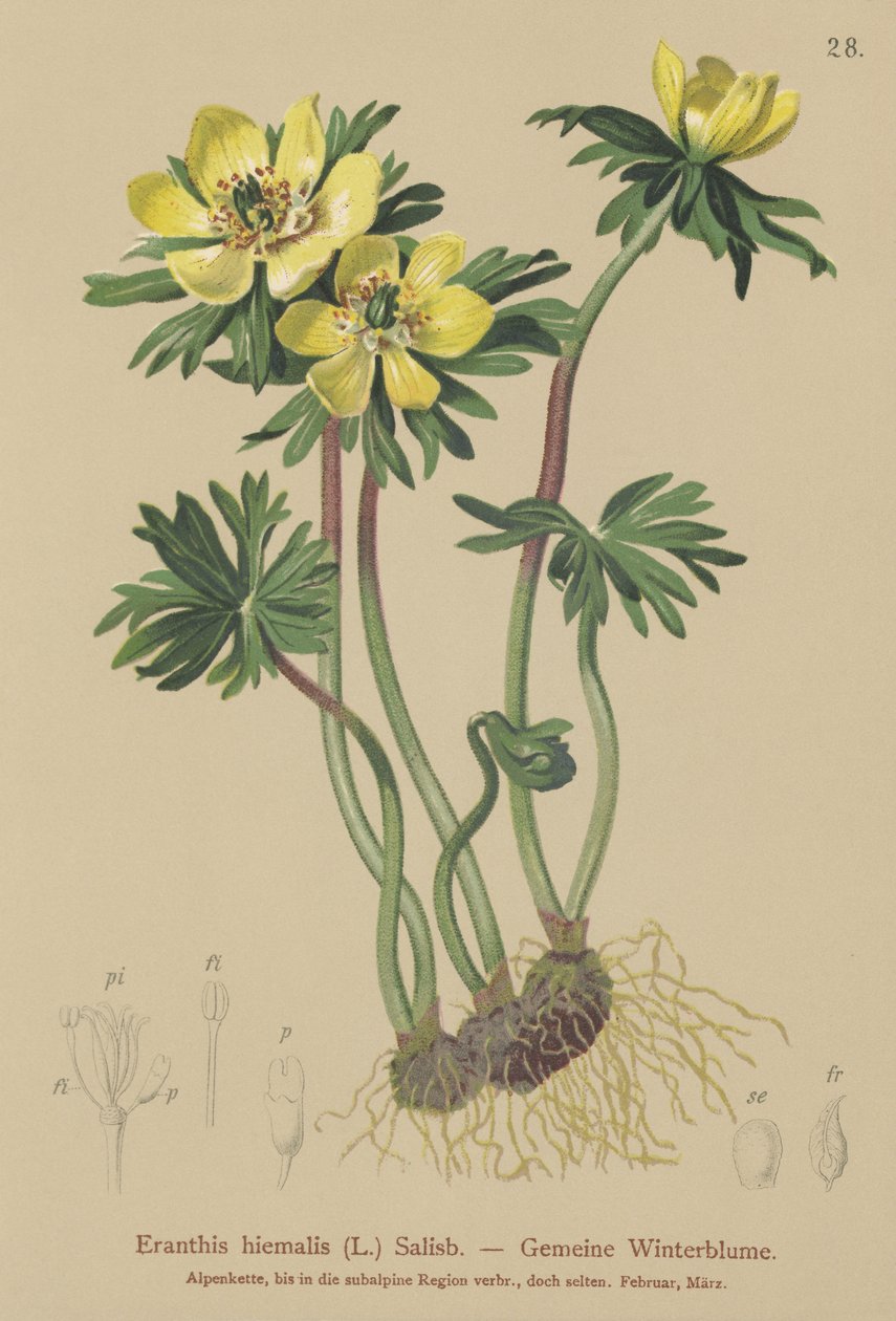 Téli akonit (Eranthis hiemalis, Eranthis hyemalis) alkotó: German School