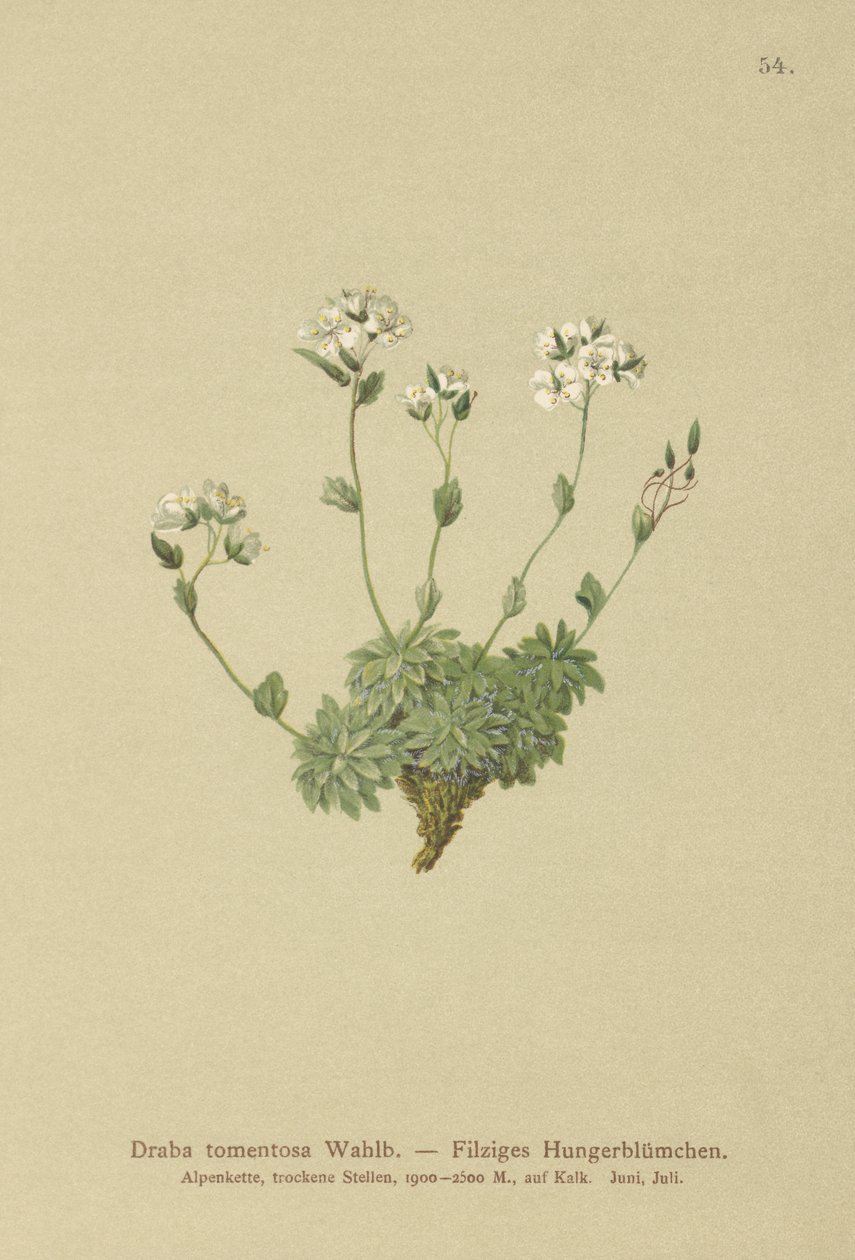 Wolley Whitlow-fű (Draba tomentosa) alkotó: German School