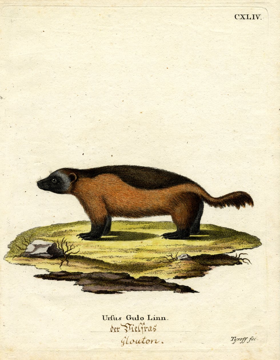 Wolverine (színes metszet) alkotó: German School