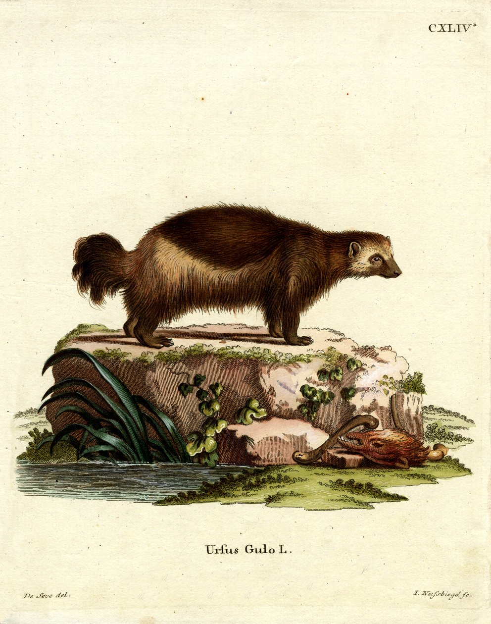 Wolverine (színes metszet) alkotó: German School