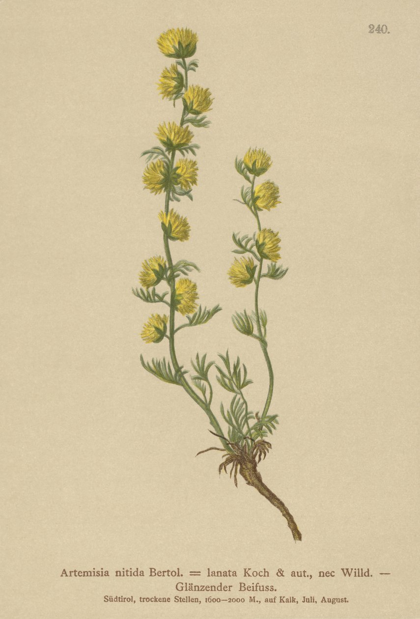 üröm (Artemisia nitida, Artemisia lantana) alkotó: German School