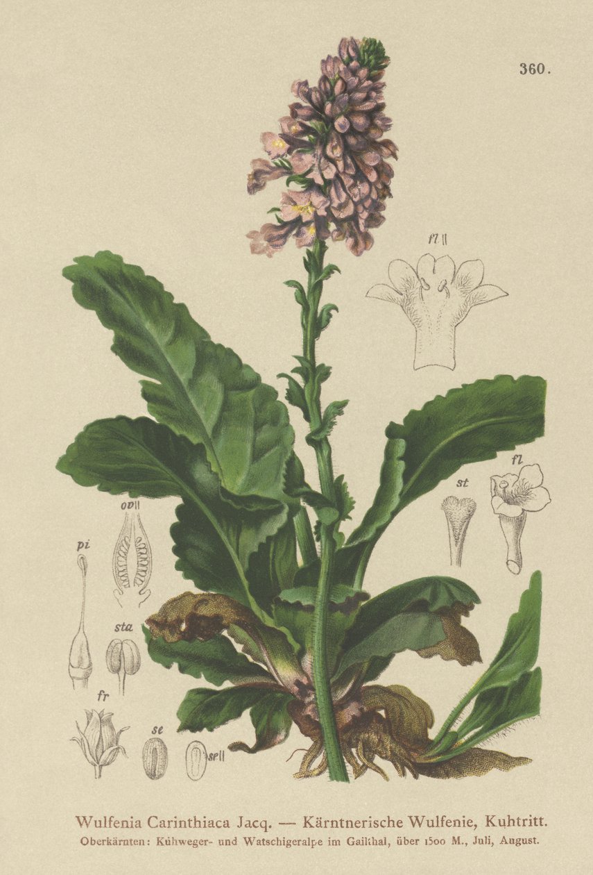 Wulfenia (Wulfenia Carinthiaca) alkotó: German School