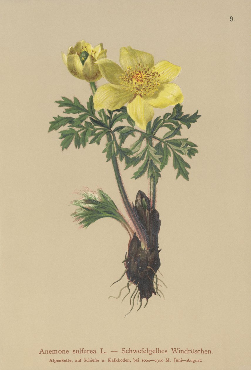 Sárga kökörcsin (Anemone sulfurea, Anemone sulphurea, Pulsatilla alpina) alkotó: German School