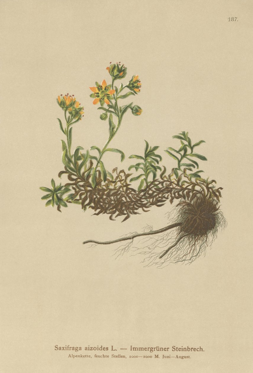 Sárga hegyi szaxifrage (Saxifraga aizoides) alkotó: German School