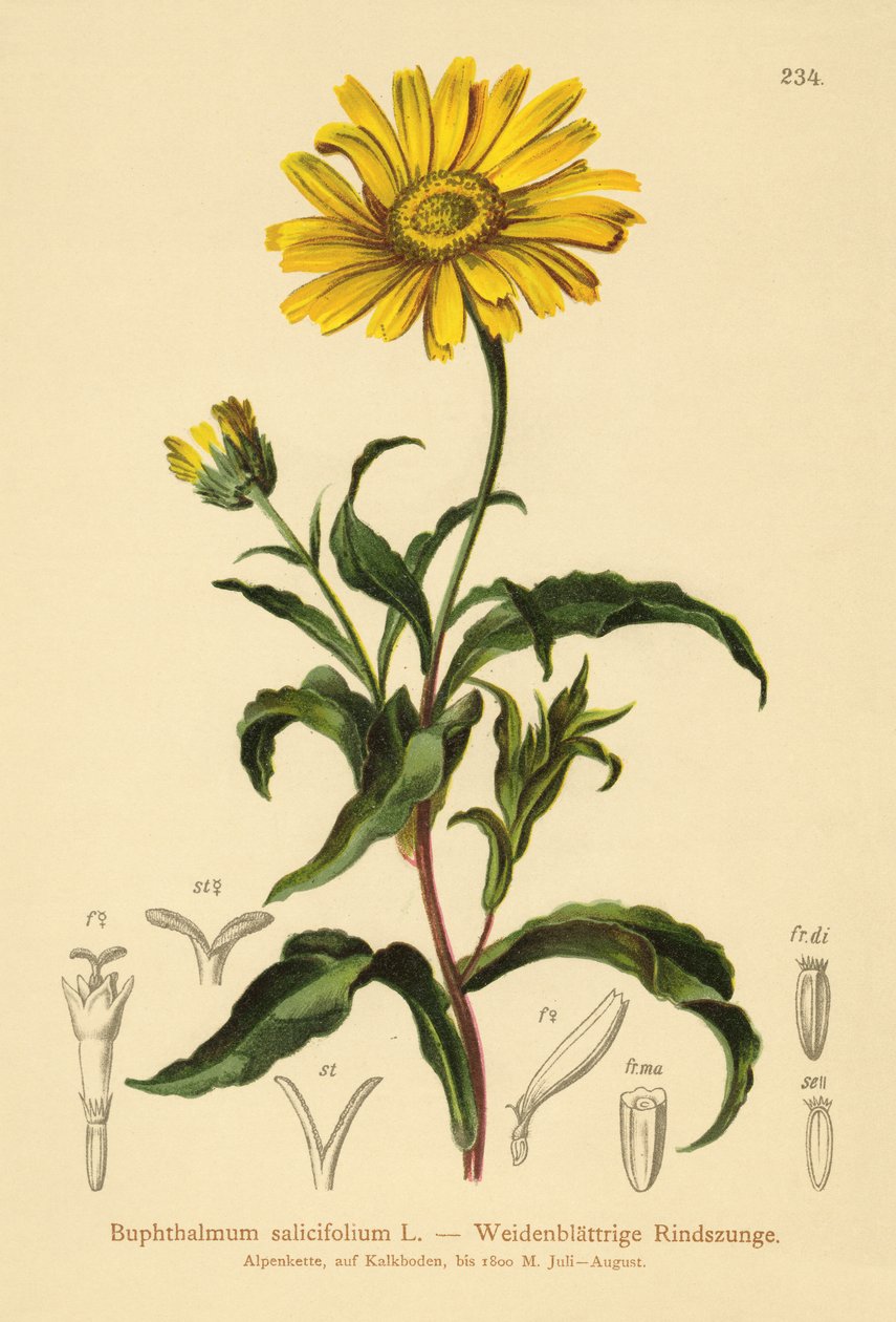 Sárga ökörszem (Buphthalmum salicifolium) alkotó: German School