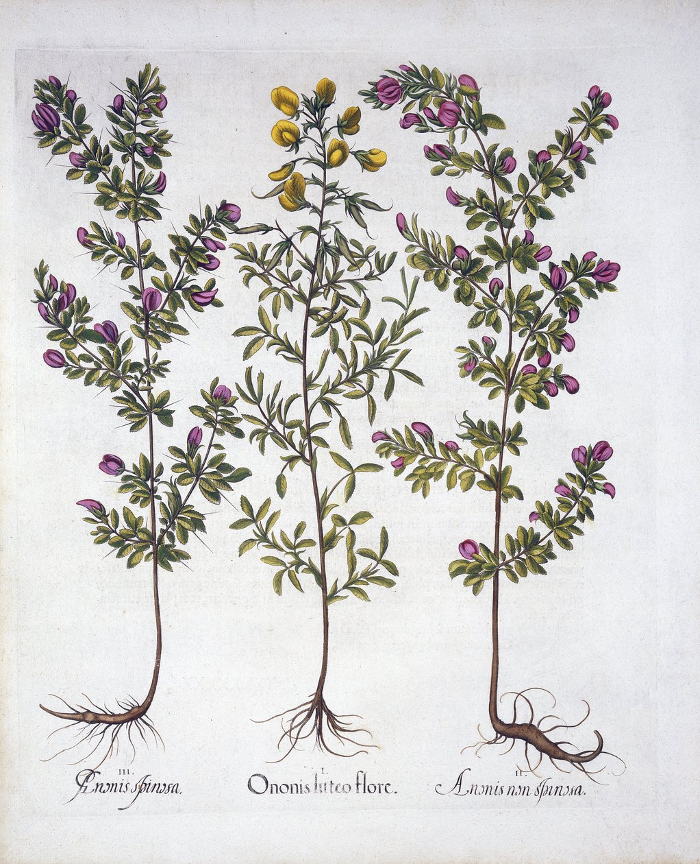 Yellow Rest-Harrow, Pink Rest-Harrow és Pink Thorny Rest-Harrow, Hortus Eystettensis, Basil Besler (1561-1629), pub. 1613 (kézzel színezett metszet) alkotó: German School