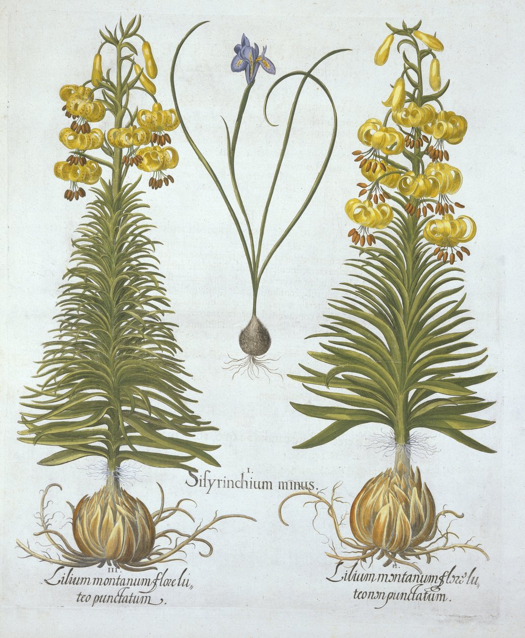 Sárga türkés liliom hagymával és törpe kékszemű fűvel, a Hortus Eystettensistől, Basil Besler (1561-1629), pub. 1613 (kézzel színezett metszet) alkotó: German School