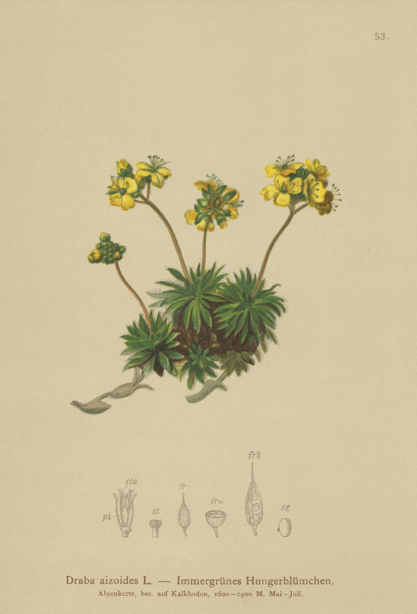Sárga Whitlow-fű (Draba aizoides) alkotó: German School