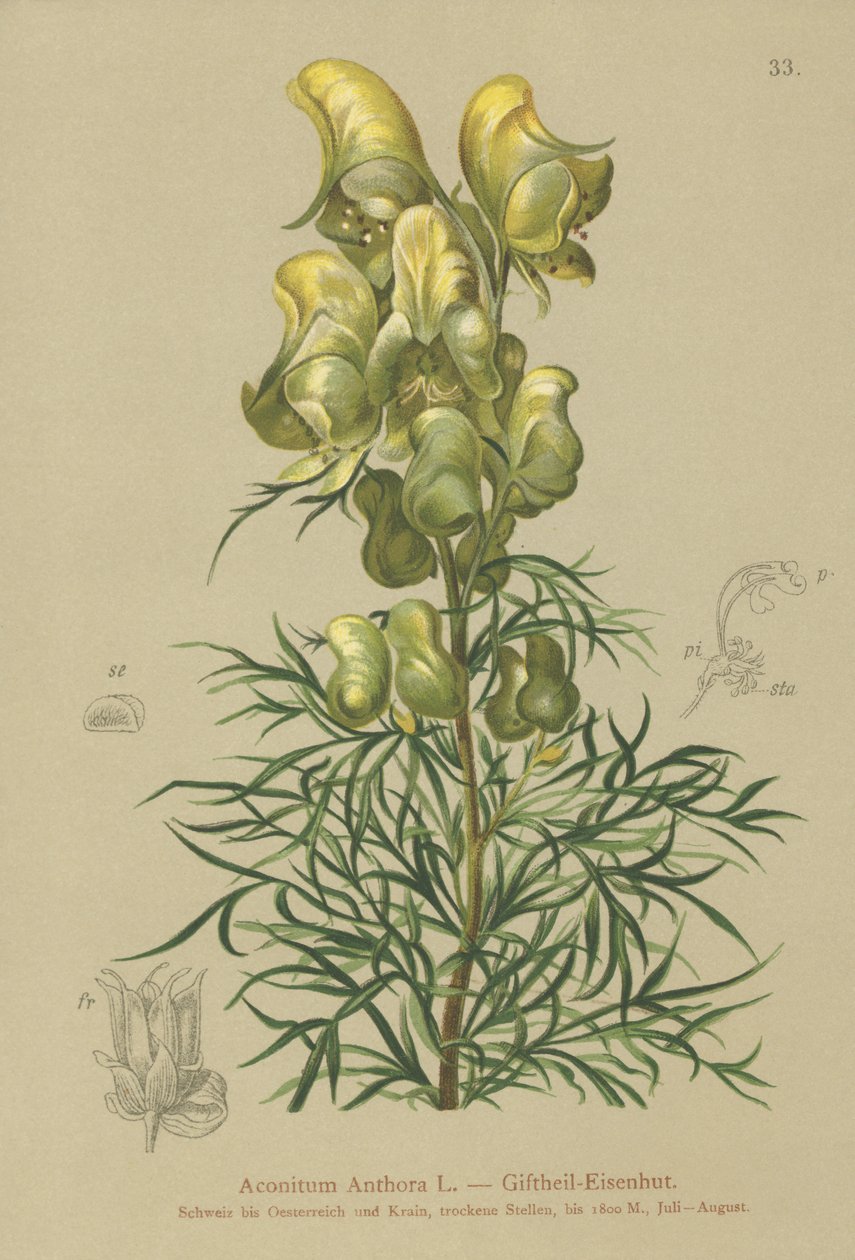 Sárga szerzetesség (Aconitum anthora) alkotó: German School