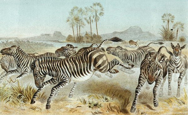 Zebra, lemez a "Brehms Tierleben: Allgemeine Kunde des Tierreichs"-ből, 3. kötet, p. 81, kiadja a Bibliographisches Institut alkotó: German School
