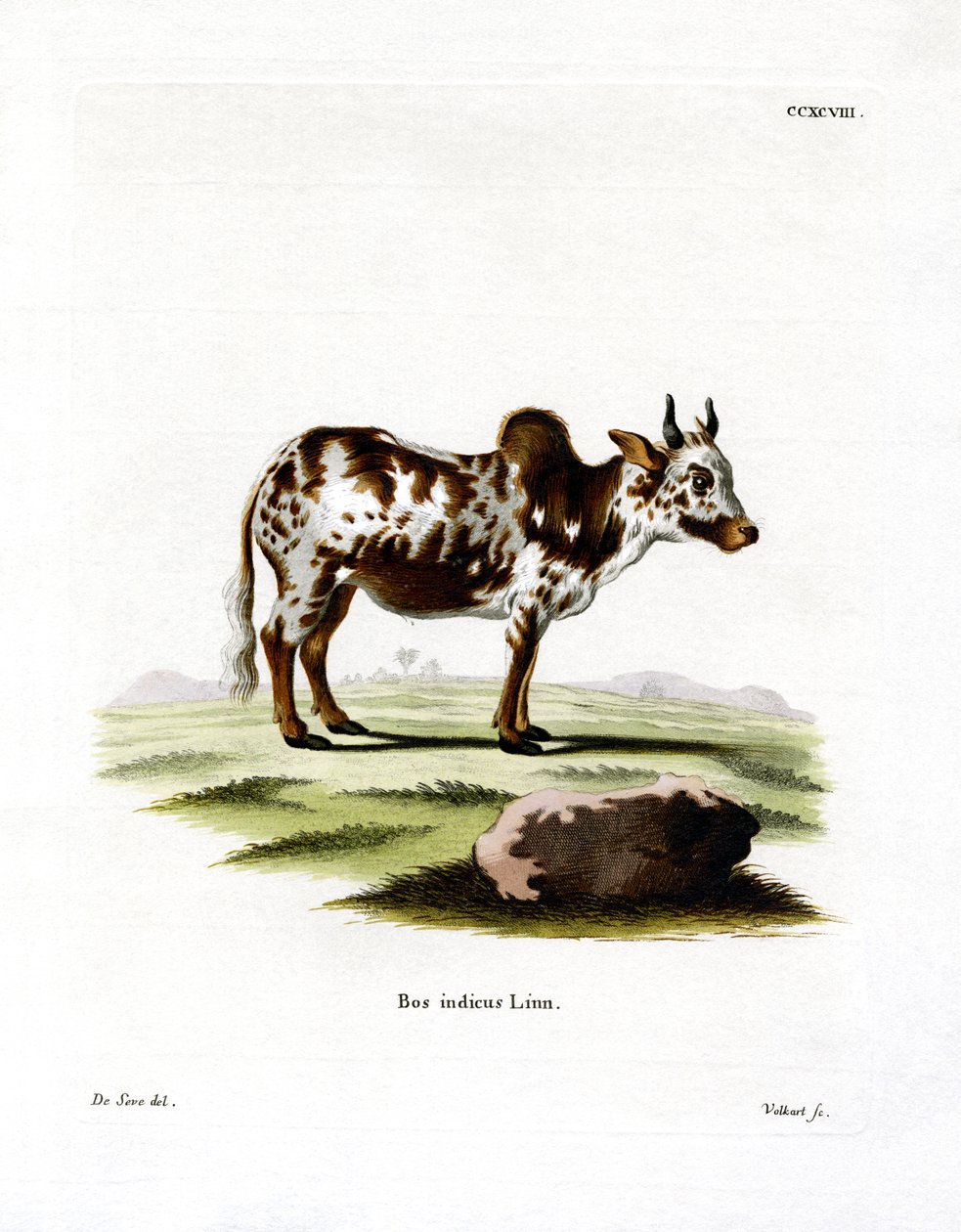 Zebu (színes metszet) alkotó: German School