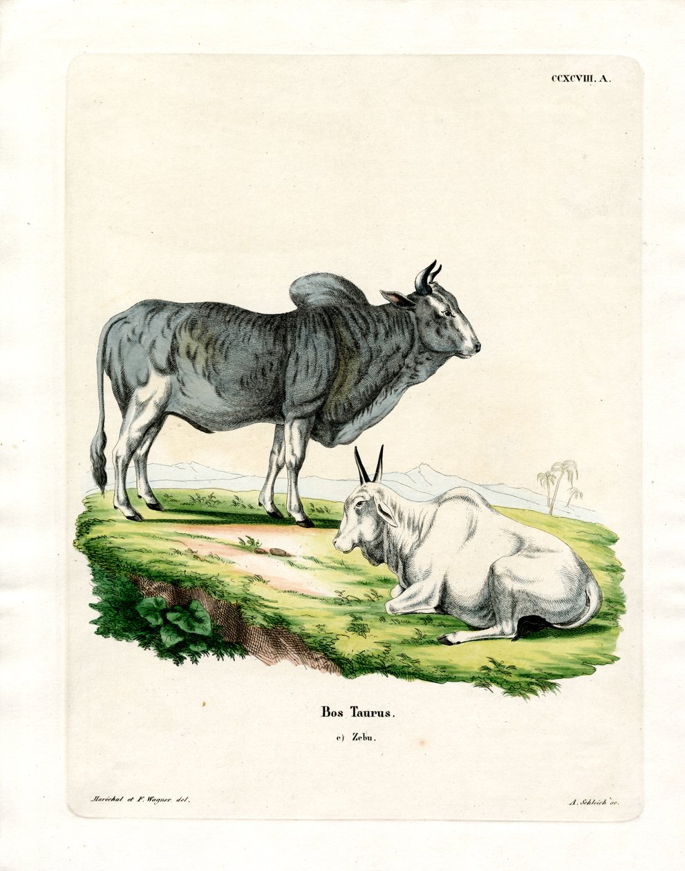 Zebu (színes metszet) alkotó: German School