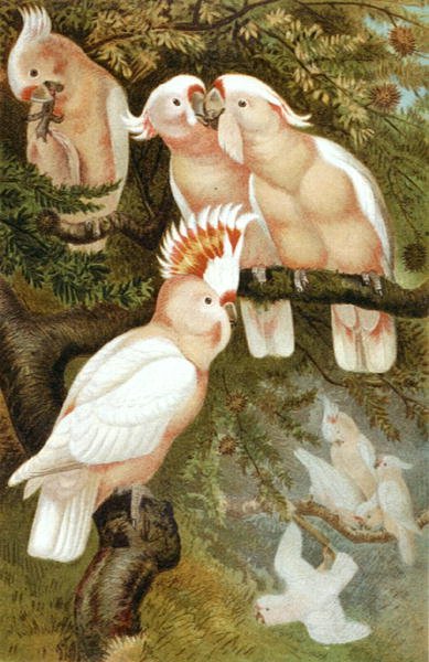 dnca Cockatoo, lemez a "Brehms Tierleben: Allgemeine Kunde des Tierreichs"-ből, 5. kötet, 380. o., kiadó: Bibliographisches Institut alkotó: German School