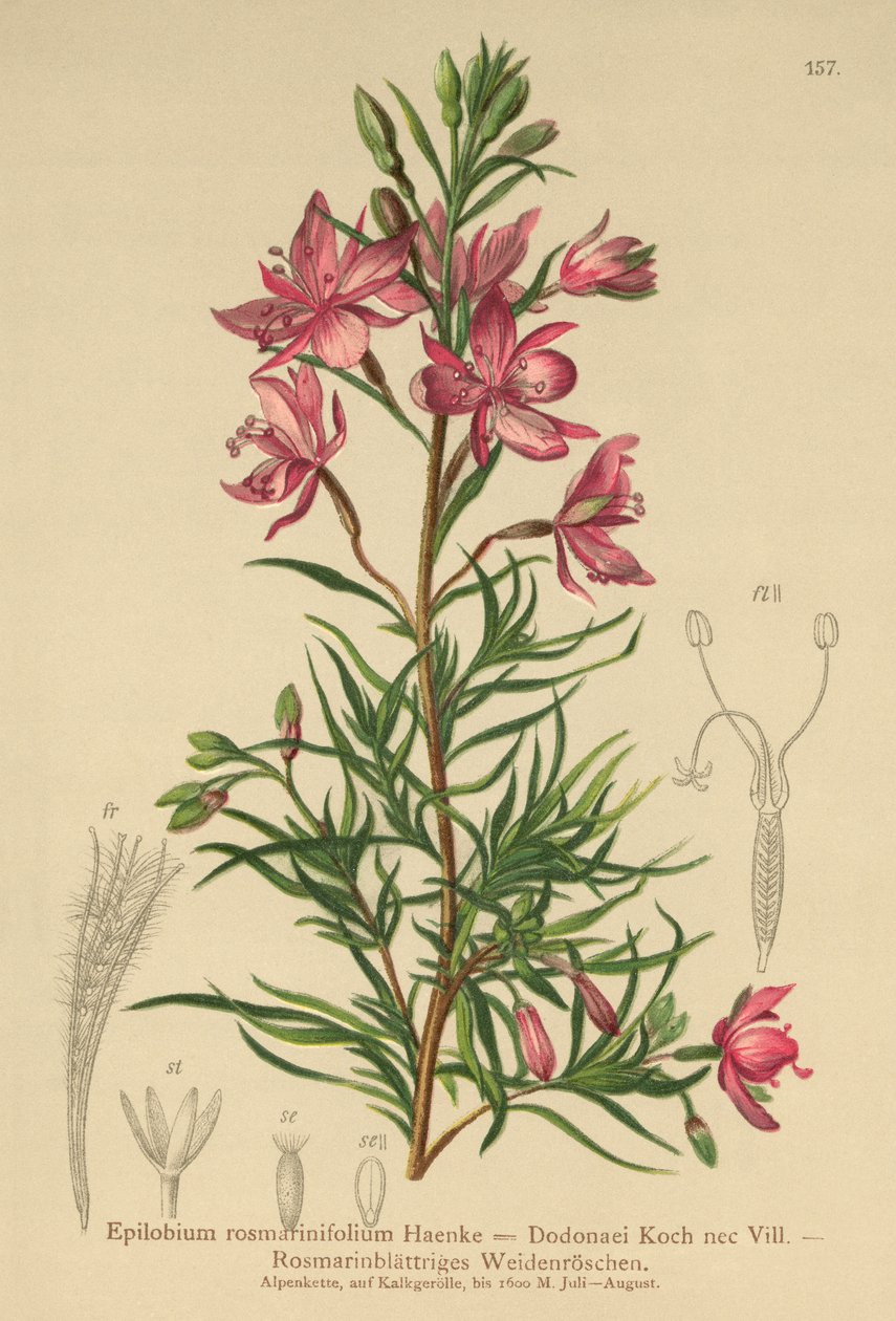rozmaringlevelű fűzfű (Epilobium rosmarinifolium, Epilobium Dodonaei) alkotó: German School
