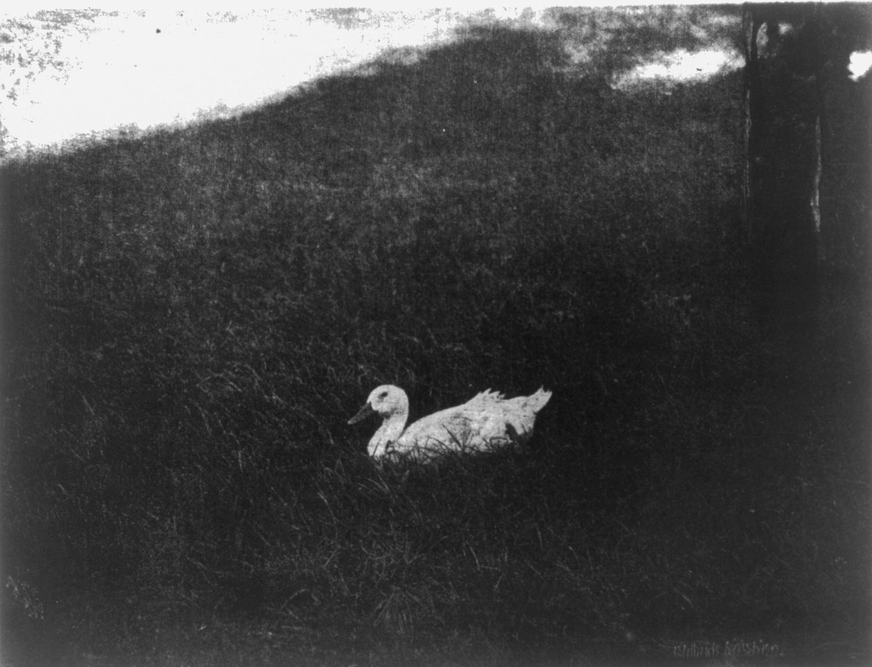 Gertrude Kasebier egyszerű élete alkotó: Gertrude Käsebier