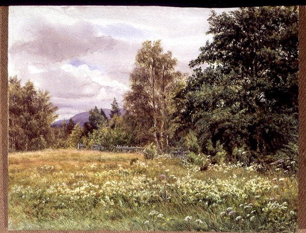 Meadow-sweet Polchar közelében, Aviemore, Skócia alkotó: Gertrude Martineau