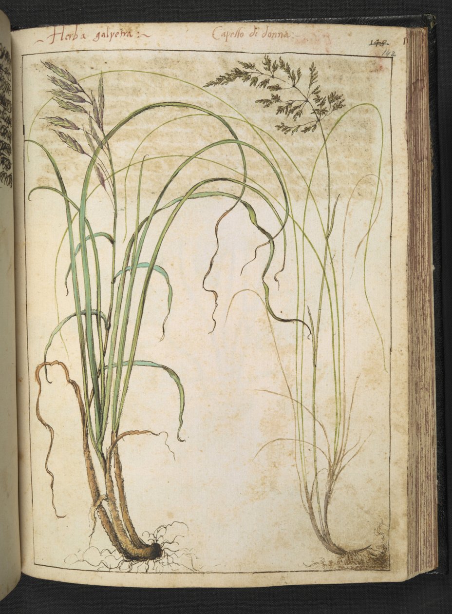 Gyógynövény, Gherardo Cibo "Festmények a római államok növényvilágáról" című könyvéből, Add MS 22333, f142r, c.1564-84 (akvarell és gouache papíron) alkotó: Gherardo Cibo