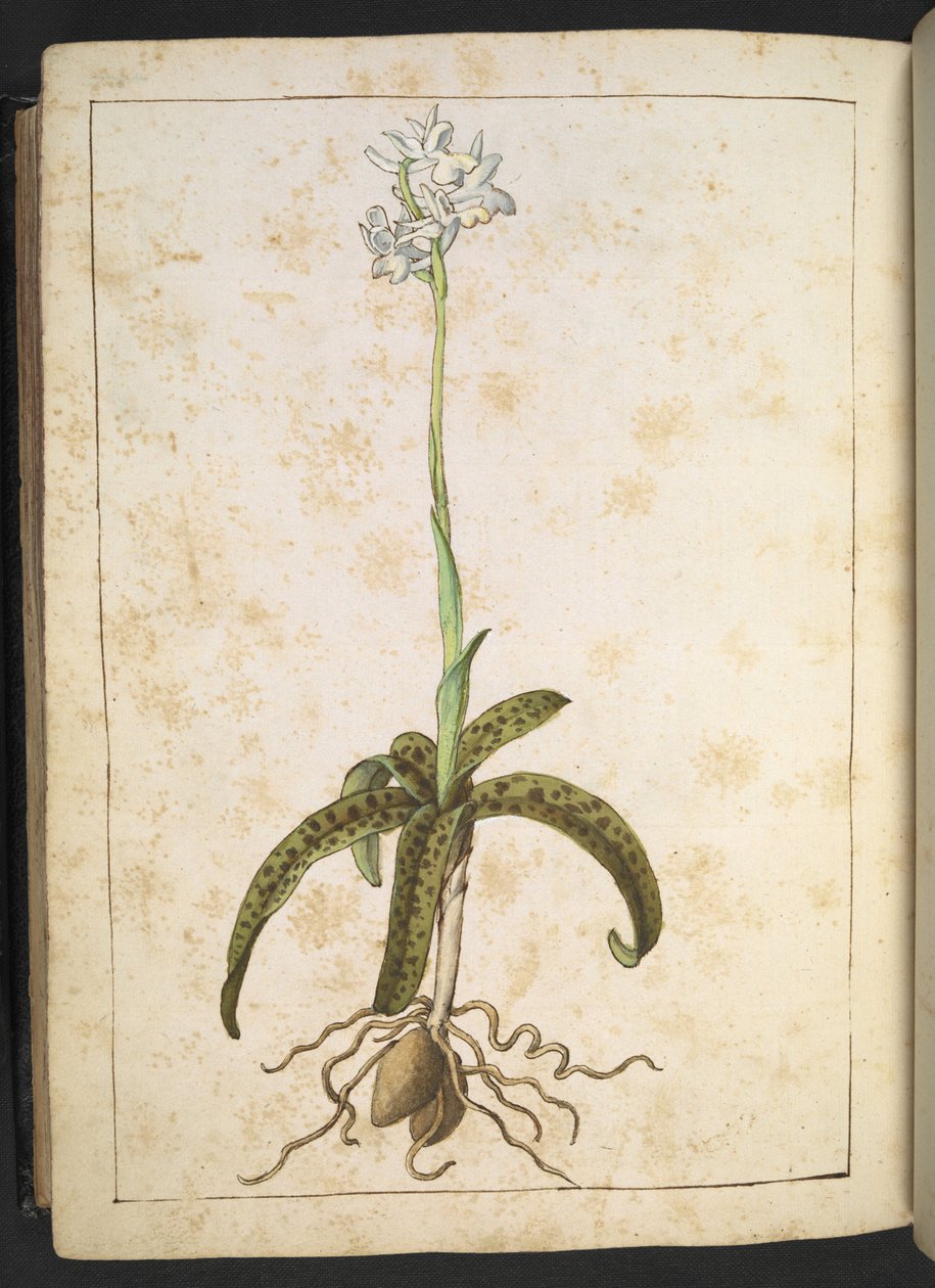 Fehér szirmú növény, Gherardo Cibo "A római államok növényvilágának festményeiből", Add MS 22333, f173v, c.1564-84 (akvarell és gouache papíron) alkotó: Gherardo Cibo