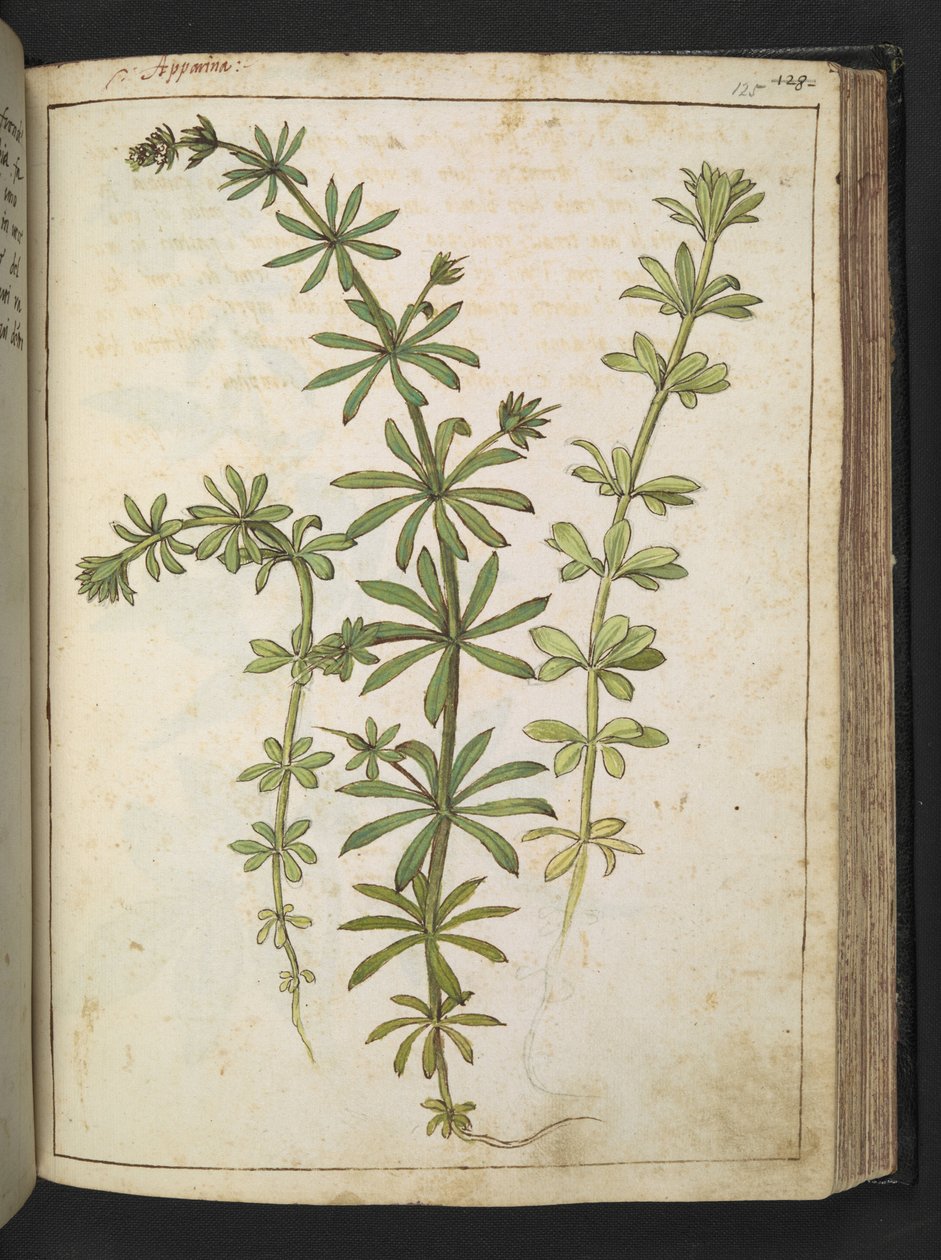 Zöld levelű növény, Gherardo Cibo "A római államok növényvilágának festményeiből", Add MS 22333, f125r, c.1564-84 (akvarell és gouache papíron) alkotó: Gherardo Cibo