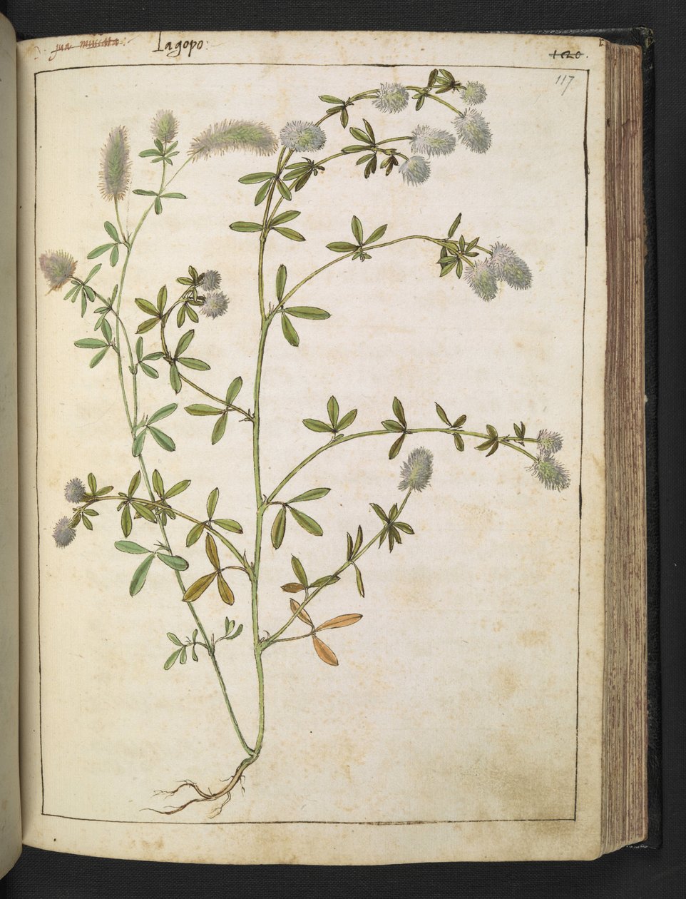 Fehér virágú növény. , Gherardo Cibo "Paintings of the Flora of the Roman States" (A római államok növényvilágának festményei), Add MS 22333, f117r, c.1564-84 (akvarell és gouache papíron) alkotó: Gherardo Cibo