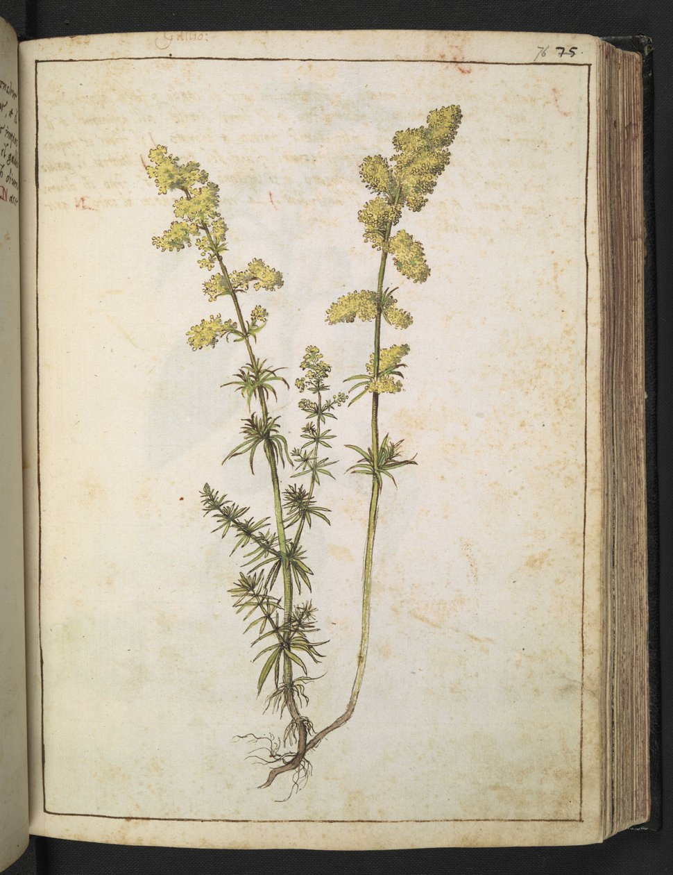 Sárga lombozatú növény, Gherardo Cibo "A római államok növényvilágának festményeiből", Add MS 22333, f076r, c.1564-84 (akvarell és gouache papíron) alkotó: Gherardo Cibo