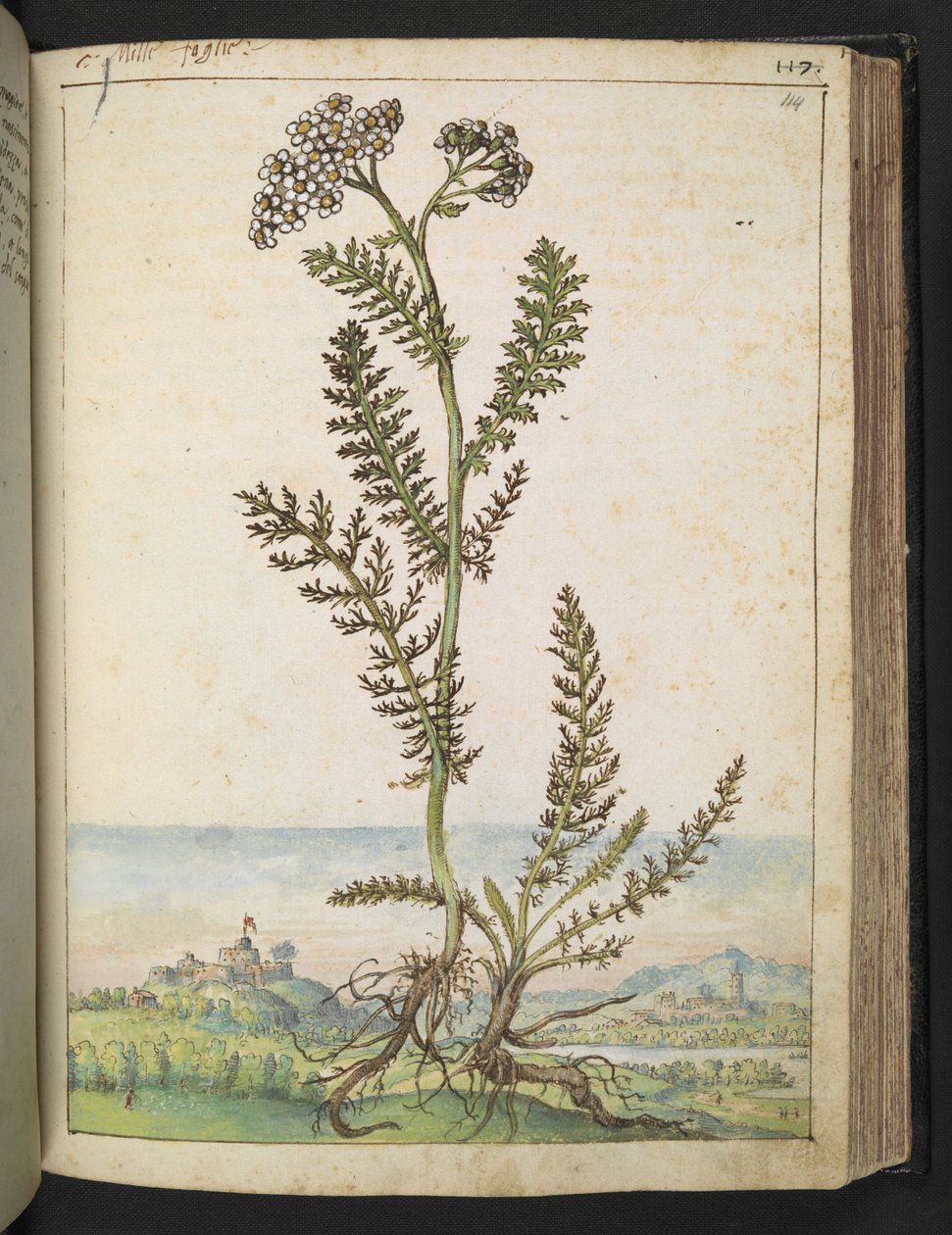 Achillea millefolium: Magas páfrány típusú növény fehér virágokkal, Gherardo Cibo "Paintings of the Flora of the Roman States" (A római államok növényvilágának festményeiből), Add MS 22333, f114r, c.1564-84 (akvarell és gouache papíron) alkotó: Gherardo Cibo