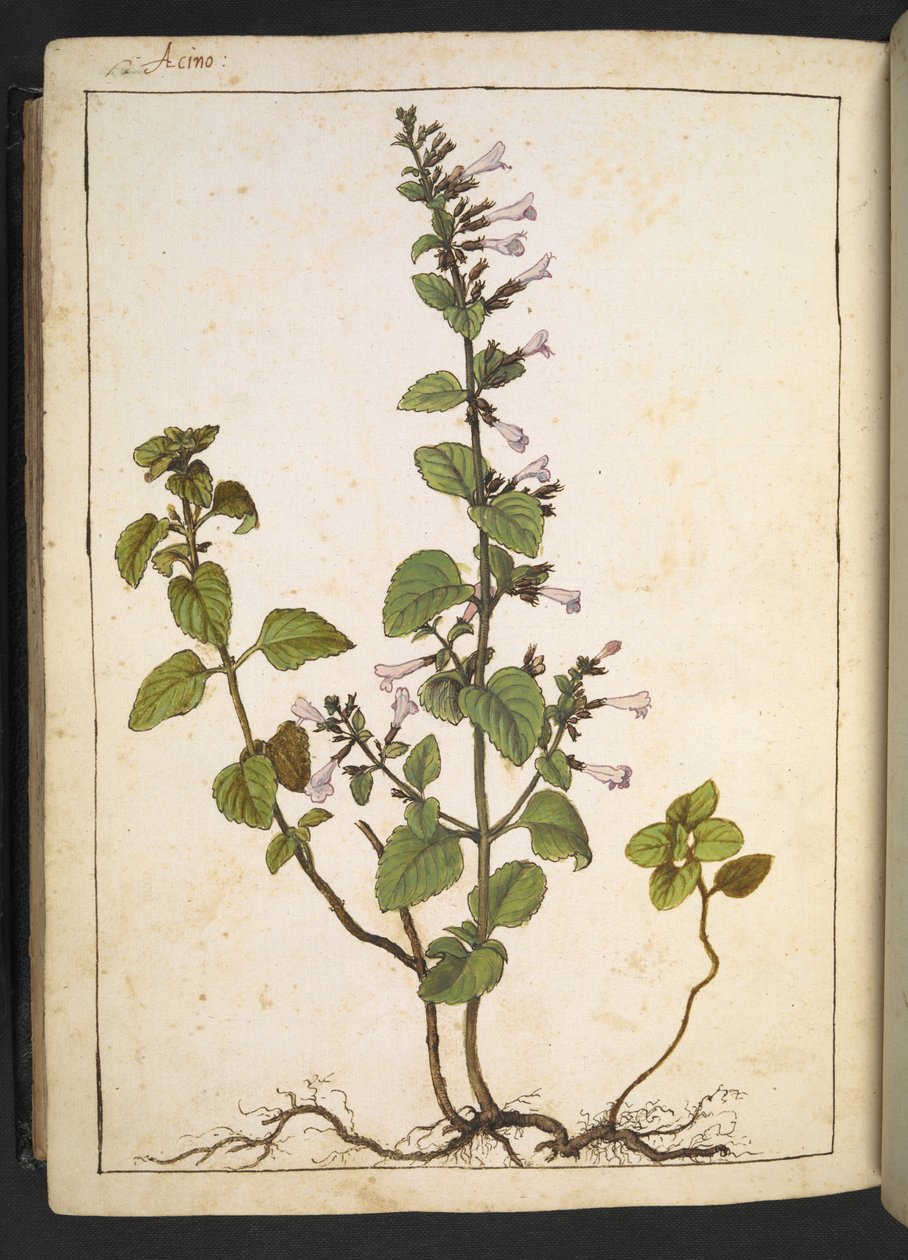 Acinos, Clinopodium: Évelő, fás szárú növény csőszerű virágokkal, Gherardo Cibo "Paintings of the Flora of the Roman States" (A római államok növényvilágának festményeiből), Add MS 22333, f175v, c.1564-84 (akvarell és gouache papíron) alkotó: Gherardo Cibo