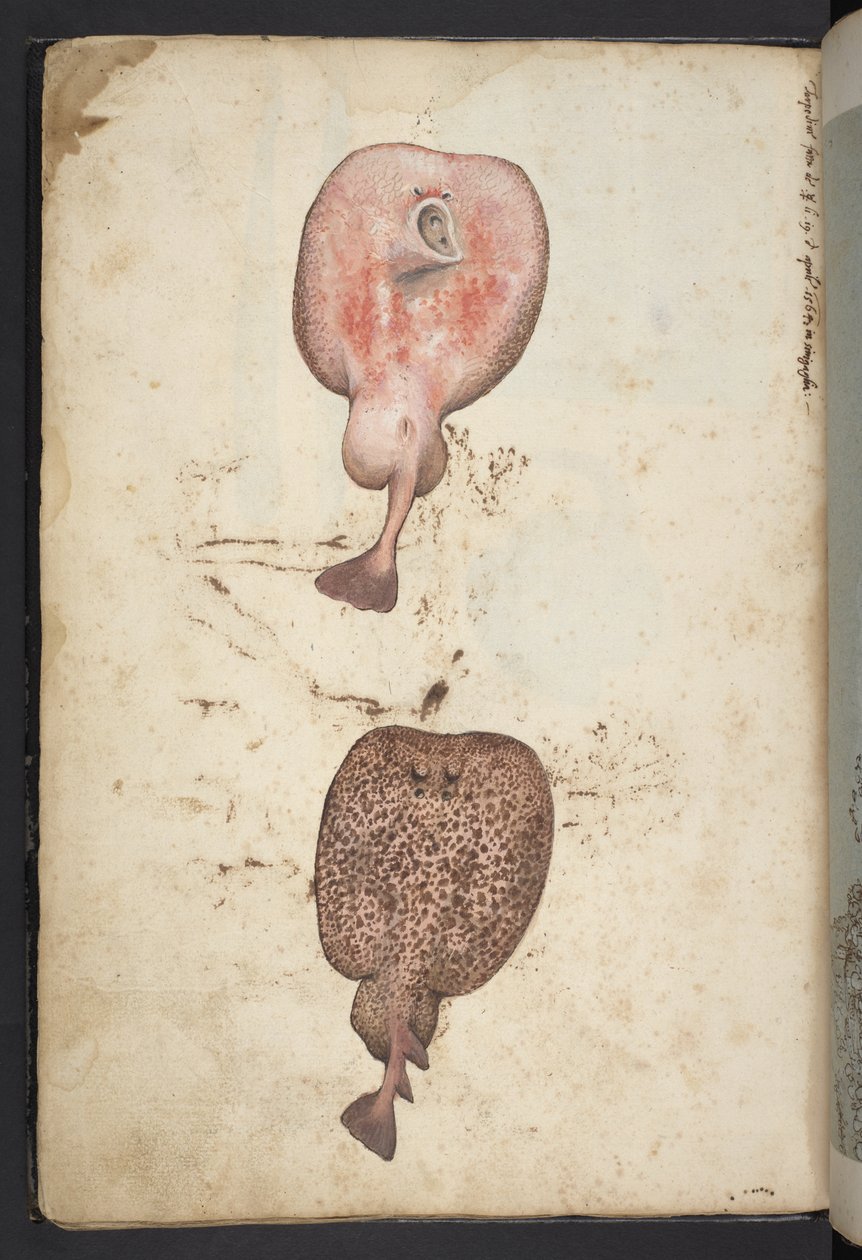 Add hozzá MS 22333, Festmények a római államok növényvilágáról, 1564-84 körül (akvarell és gouache papíron) alkotó: Gherardo Cibo