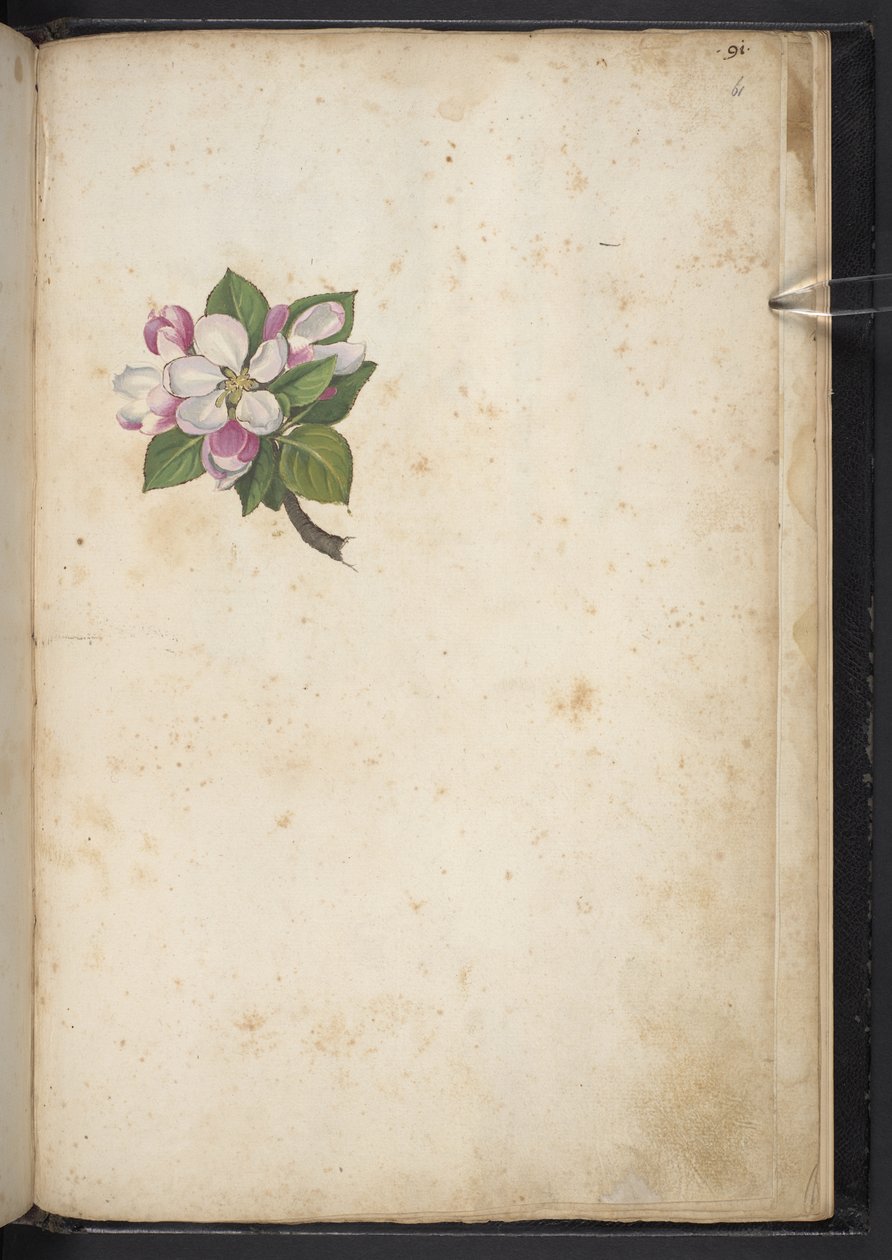 Adja hozzá az MS 22333 f61r, Blossom, a "Paintings of flora of the Roman States" (A római államok növényvilágának festményei), 1564–1584 körül (akvarell és gouache papíron) alkotó: Gherardo Cibo