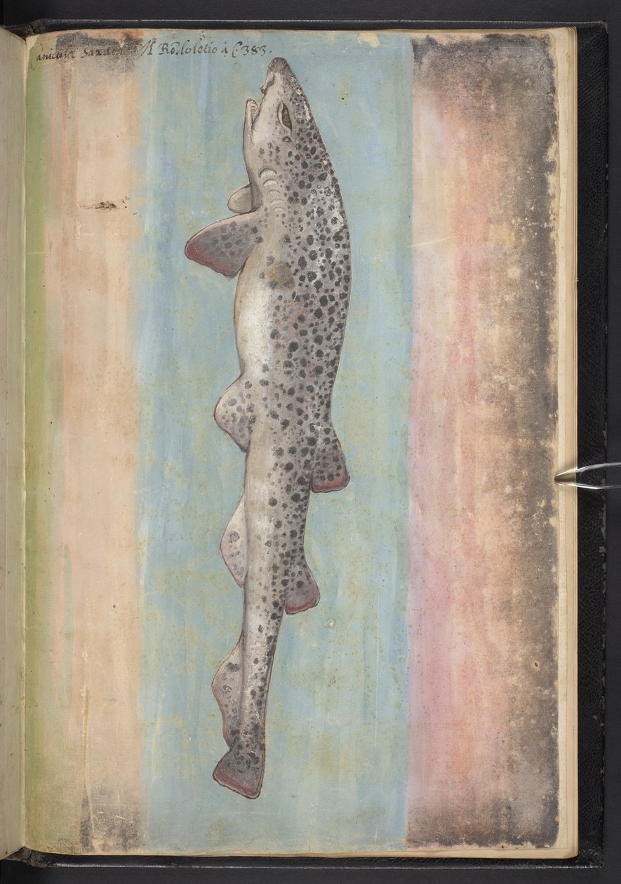 Adja hozzá az MS 22333 f.66r, Fish, a "Paintings of flora of the Roman States" c.1564-84 (akvarell és gouache papíron) című dokumentumot. alkotó: Gherardo Cibo